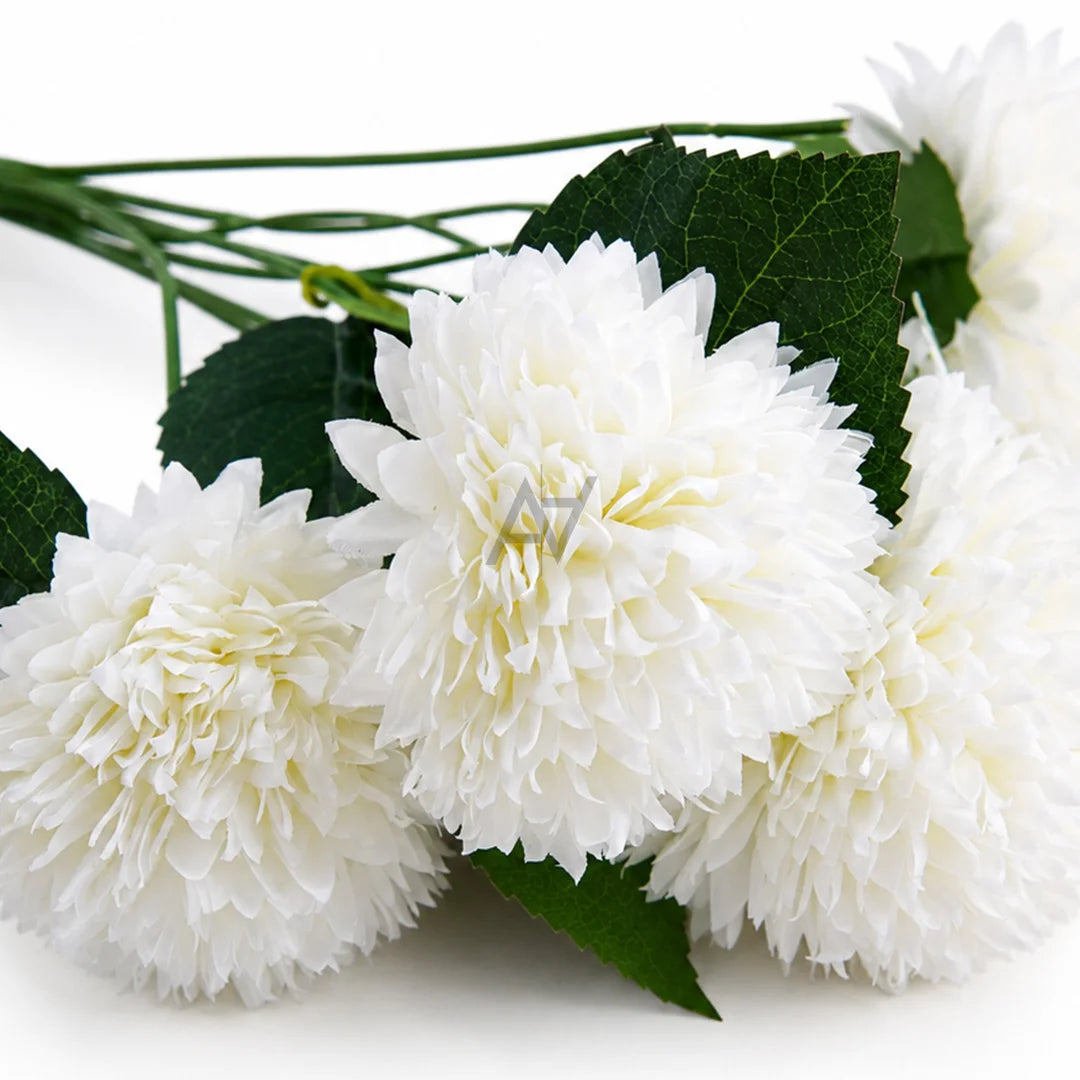White chrysanthemum flowers with dark green leaves and stems, arranged on a clean white background.